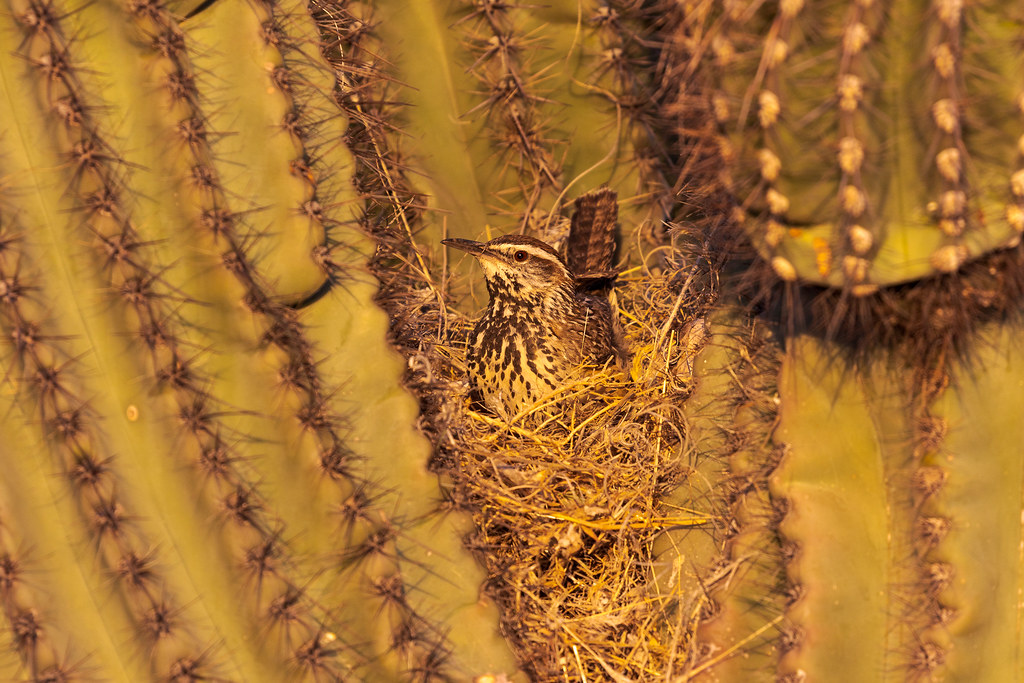 Arizona Falls to Arizona State in Big 12 Tournament First Round - University of Arizona Athletics