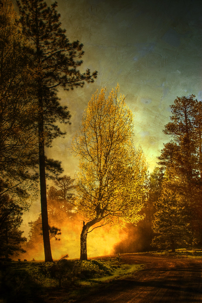 No. 16 Arizona Drops Final Game of DeMarini Invitational to No. 3 Texas - University of Arizona Athletics - University of Arizona Athletics