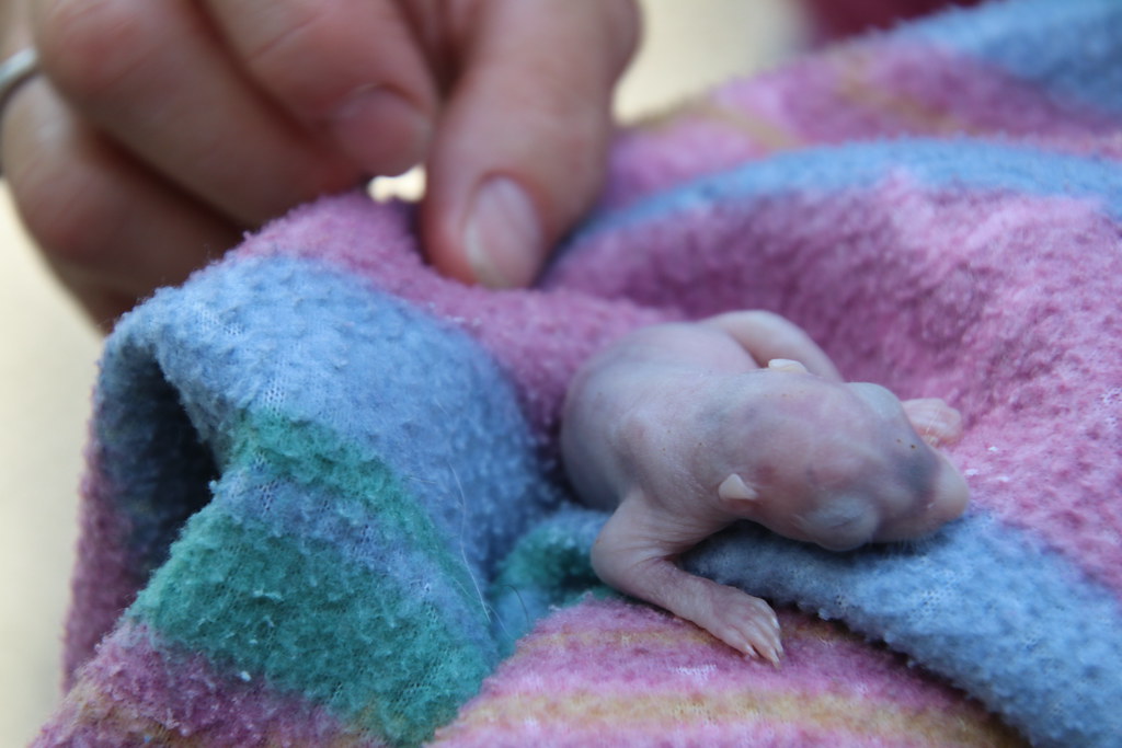 NASCAR results for Phoenix race, full finishing order - Daytona Beach News-Journal