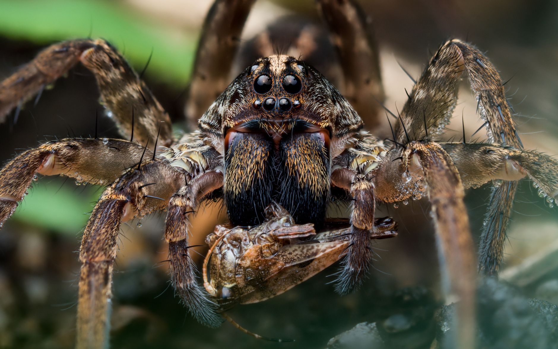 5 things you might not know about the brown recluse - University of Arizona News