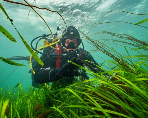 ‘Amazing’: how to grow a meadow in the sea
