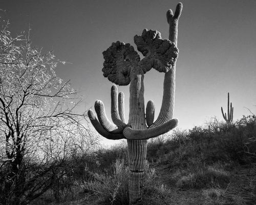 ‘This cactus looks as if it’s preaching’: Joseph Cyr’s best phone picture