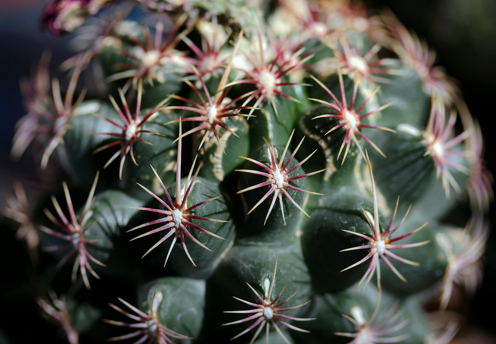ICE at the polls: Arizona Republicans push plan to require agents at all polling places - Arizona Mirror