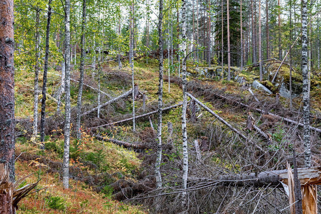Historic battle of freshman duos on tap in Arizona vs. Arkansas: Sweet 16 matchup showcases bright young stars - CBS Sports
