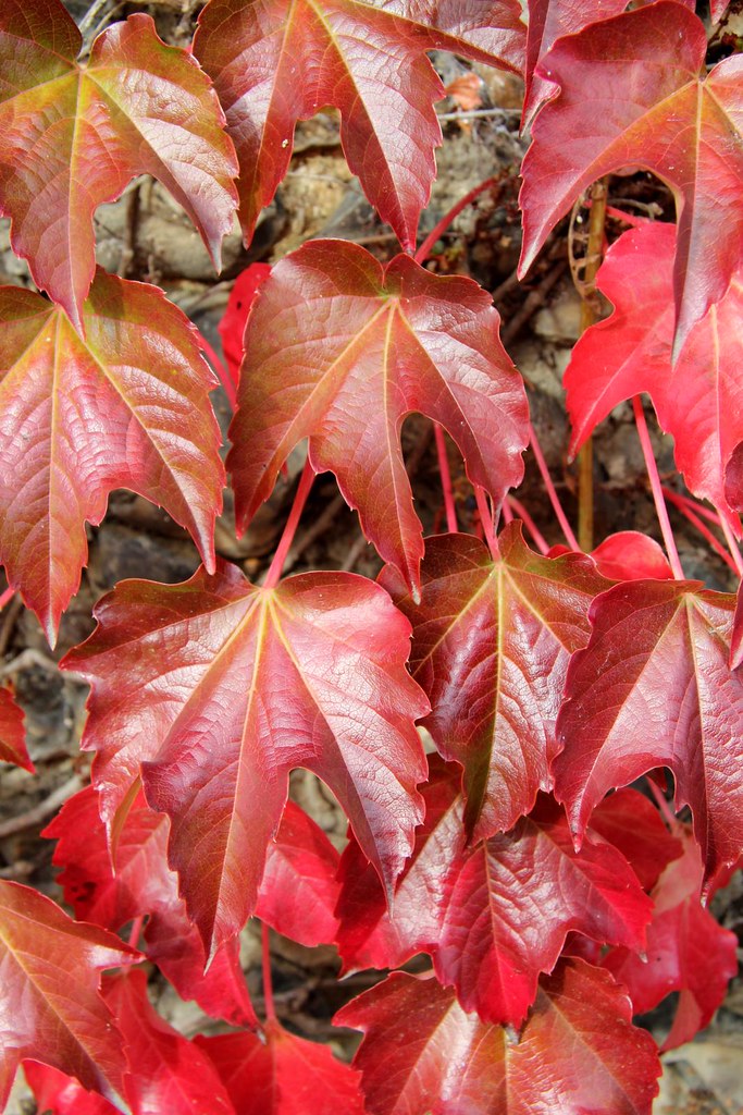 Hogs’ Dance Ends in Sweet 16 Loss to Arizona - Arkansas Razorbacks