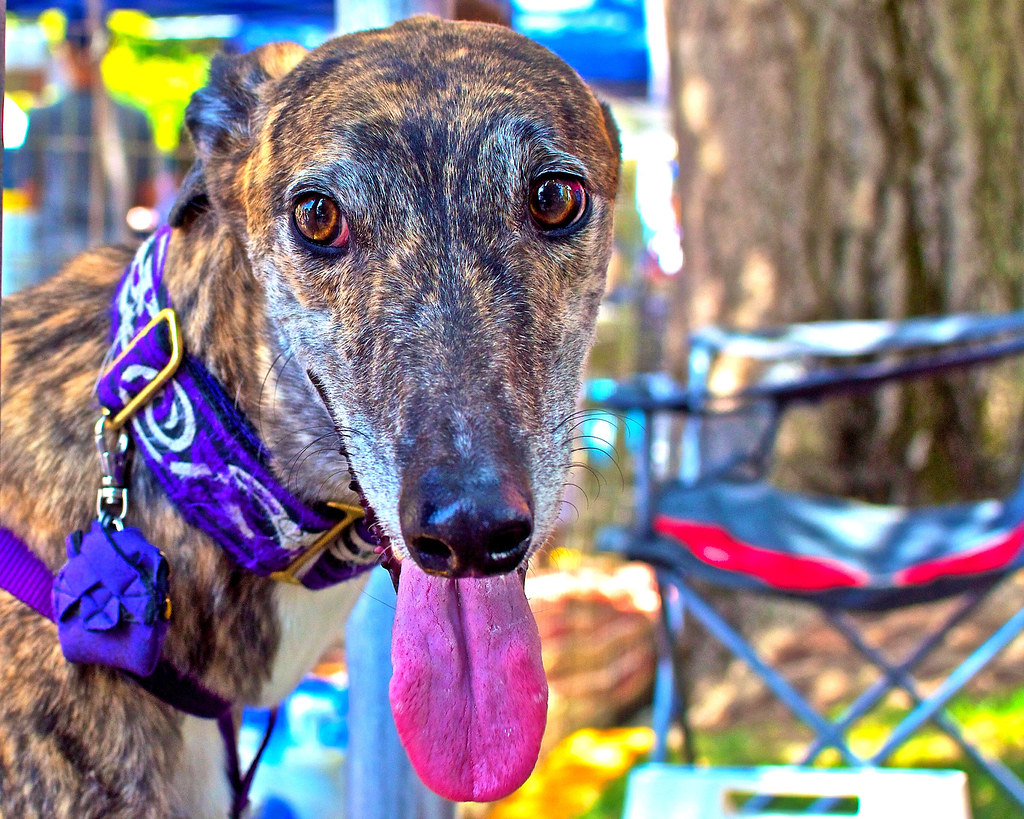 Salukis Record Season Best in Arizona - Southern Illinois University Athletics