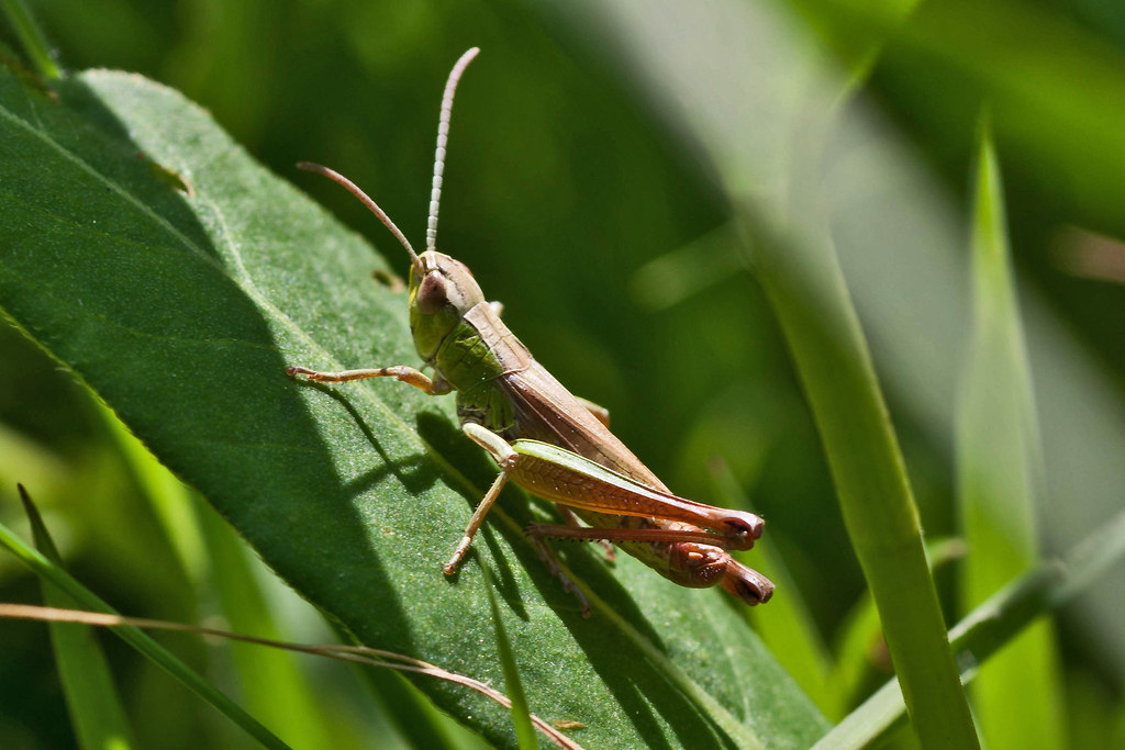 Thousands of grasshoppers are invading Arizona; here’s what’s behind the influx - AZ Family