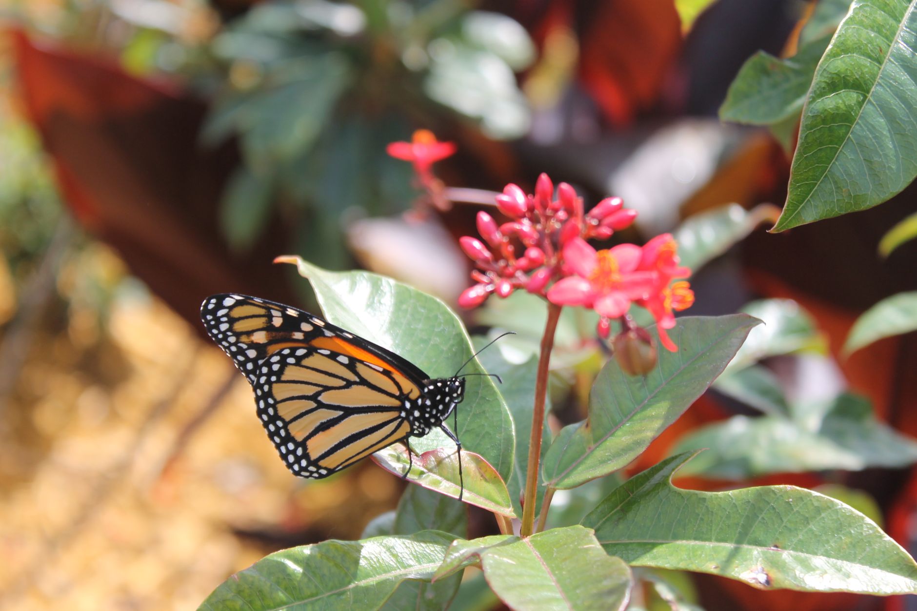 Monarchs Are Returning to Phoenix. Here’s How You Can Help - Desert Botanical Garden
