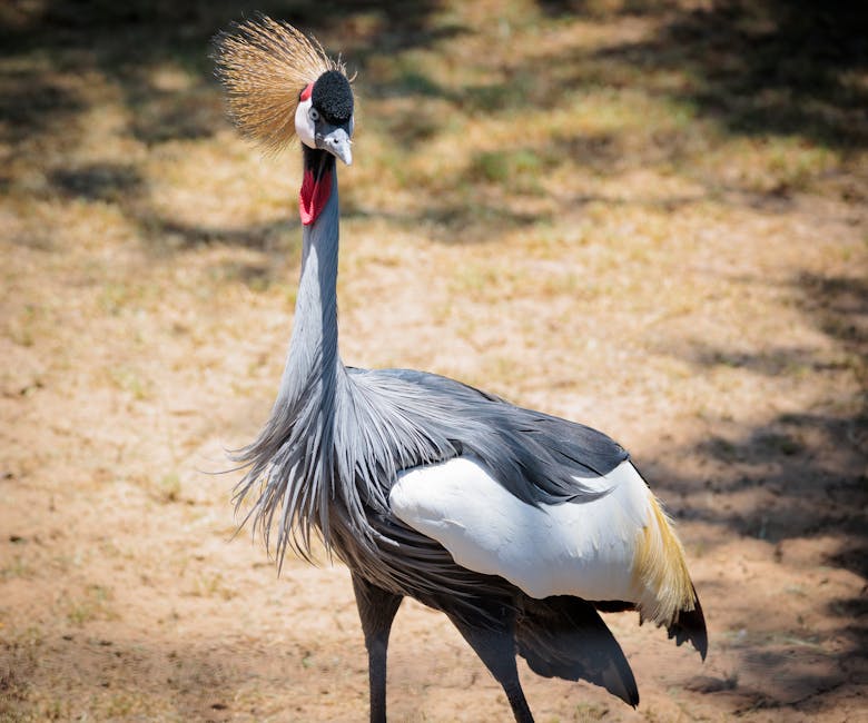 Phoenix Upended By North Carolina A&T - Elon University Athletics