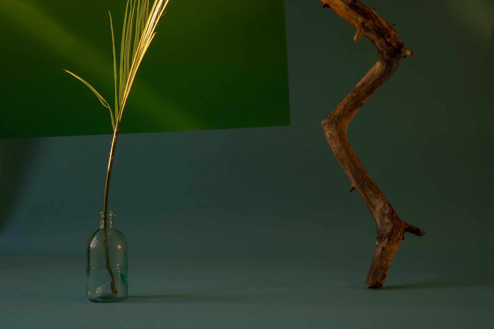 Raising Phoenix: Still Life - phoenixmag.com