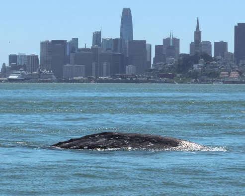 Gray whales, once rare in San Francisco Bay, dying there at alarming rates