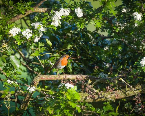Ditch power tools, build a hedgehog highway: how to create a nature-friendly garden
