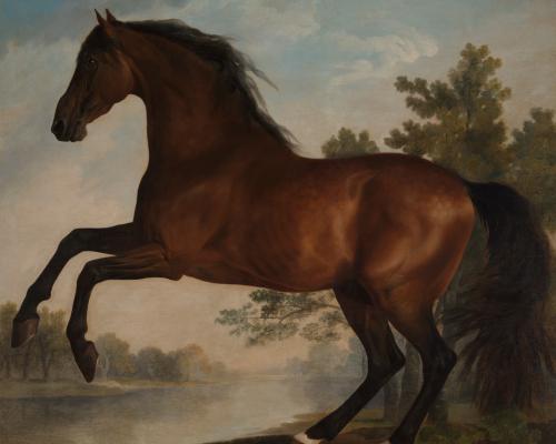 Stubbs: Portrait of a Horse review – this magnificent nag deserves a longer canter