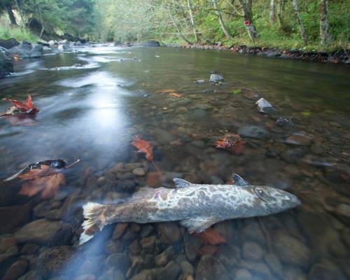 Judge sides with salmon against Trump administration in hydropower ruling