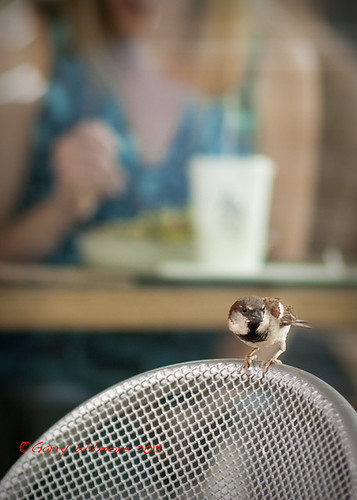 New Chipotle coming to Susquehanna Valley with updated interior, design - WGAL