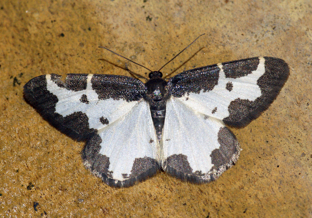 Phoenix Edged By Tigers On Road - Elon University Athletics