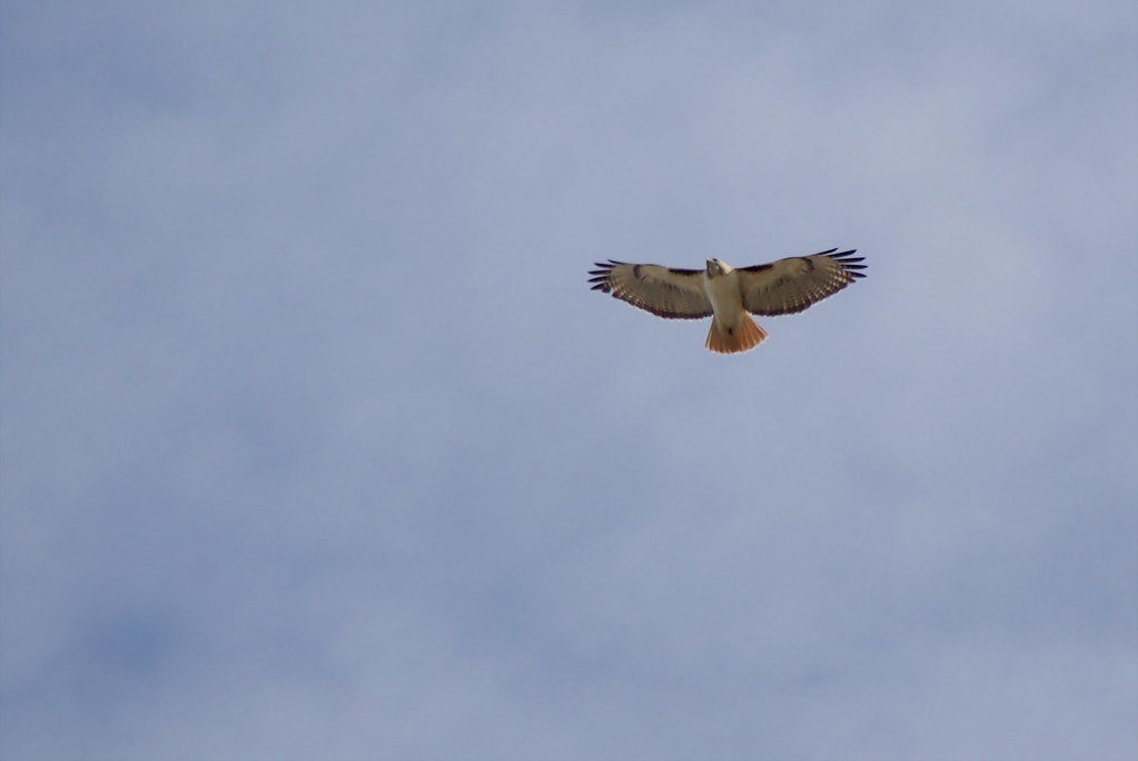 Phoenix In Hunt At Surf Club Invitational - Elon University Athletics