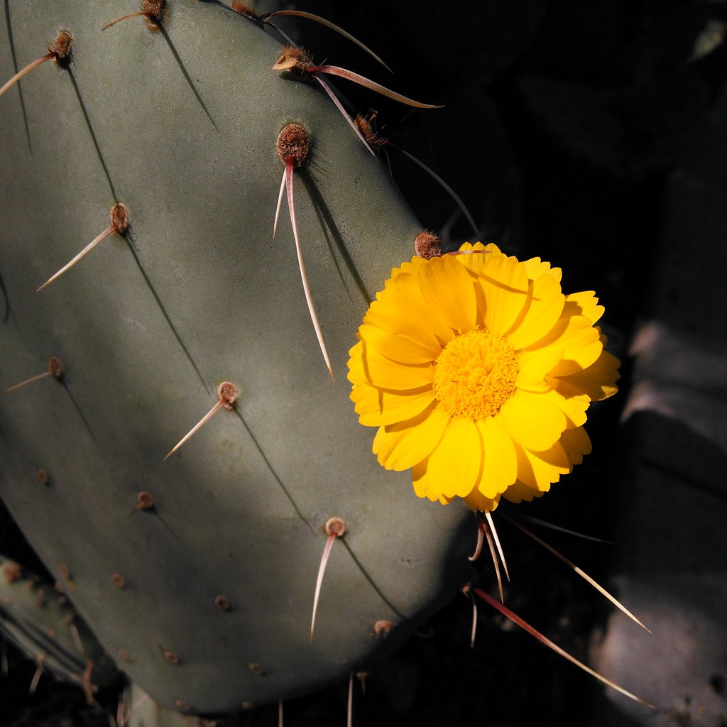 Phoenix Falls To No. 11 Notre Dame - Elon University Athletics