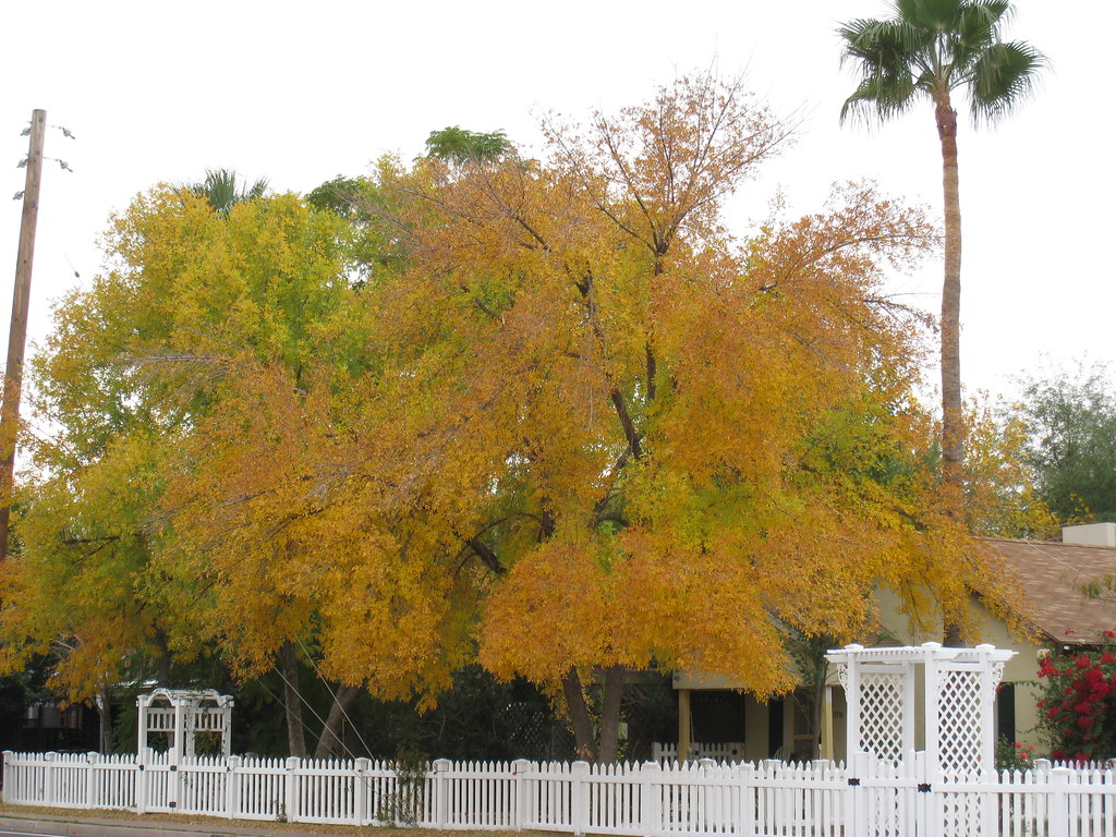 Phoenix Falls In Series Finale At UNCW - Elon University Athletics