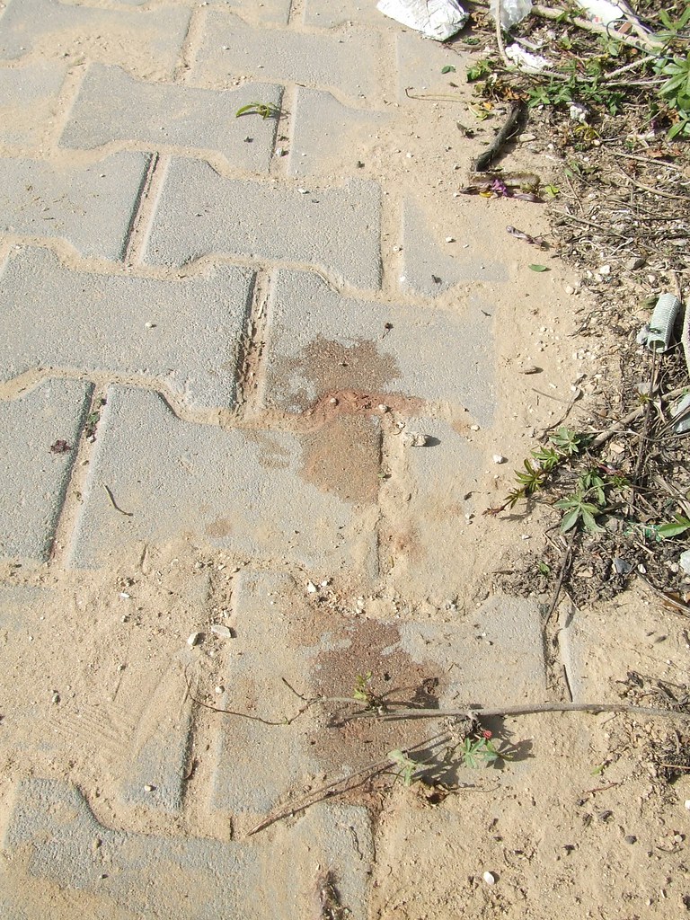 2 people found shot to death in north Phoenix - AZ Family