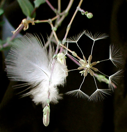 Phoenix Caught Late By Dragons - Elon University Athletics