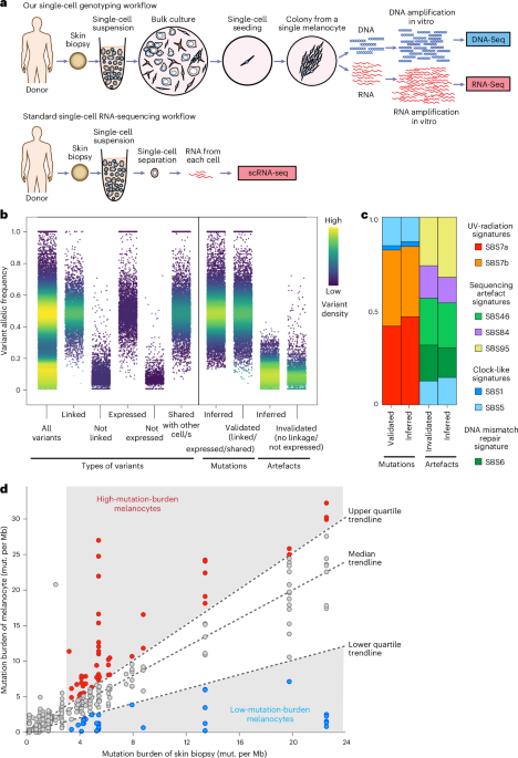Somatic mutations distinguish melanocyte subpopulations in human skin