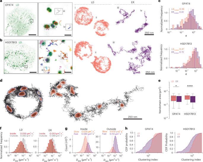 Membrane bridges and nanodomain partitioning govern membrane protein targeting to lipid droplets