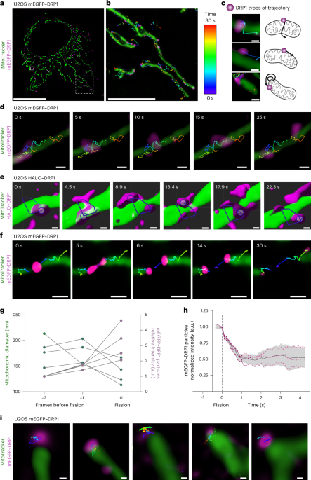 DRP1 and MID49 co-diffusion scans mitochondria for fission