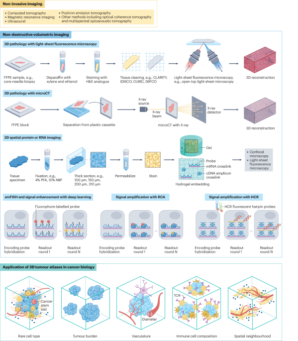 3D multi-omics tumour atlases: from technology to biology and clinical translation
