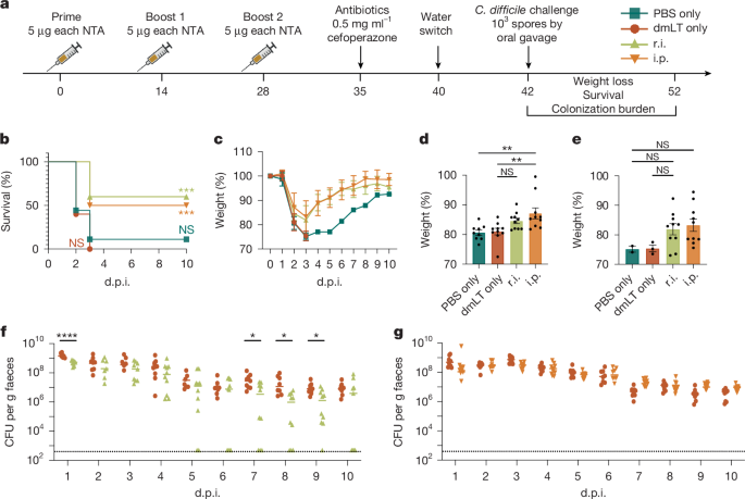 Mucosal vaccination clears Clostridioides difficile colonization