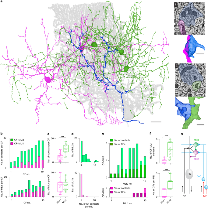 Climbing fibres recruit disinhibition to enhance Purkinje cell calcium signals