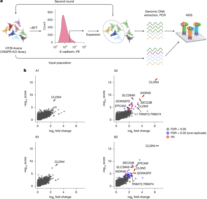 A pro-carcinogenic bacterial toxin binds claudin-4 to cleave E-cadherin