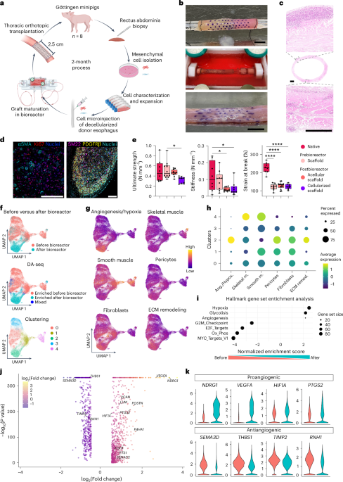 Functional integration of an autologous engineered esophagus in a large-animal model