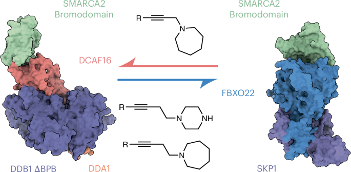 Dual E3 ligase recruitment by monovalent degraders for tunable SMARCA 2/4 degradation