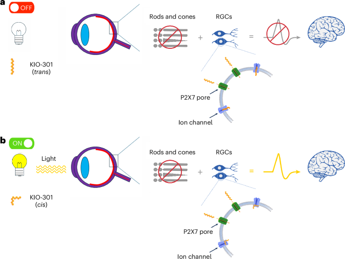 Intravitreal photoswitch therapy in advanced retinitis pigmentosa: a phase 1 open-label trial