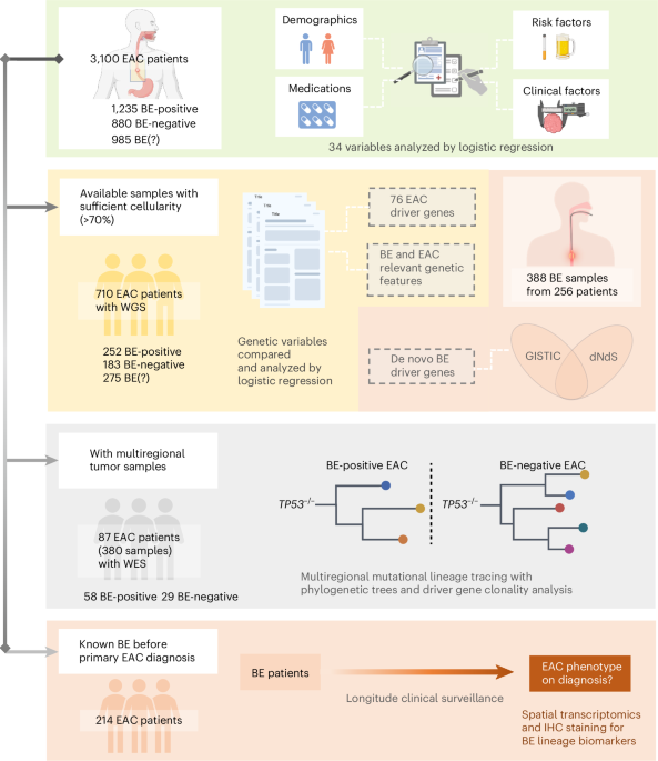 Integrated epidemiological and molecular data inform the relationship between precancer and cancer states of esophageal adenocarcinoma