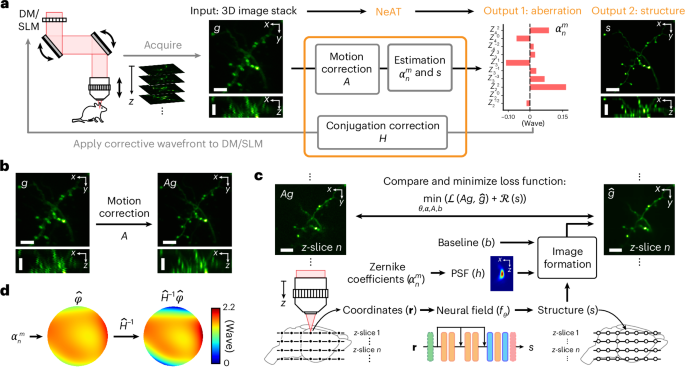 Adaptive optical correction for in vivo two-photon fluorescence microscopy with neural fields