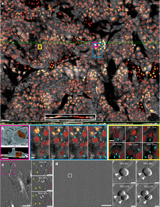A multimodal adaptive optical microscope for in vivo imaging from molecules to organisms