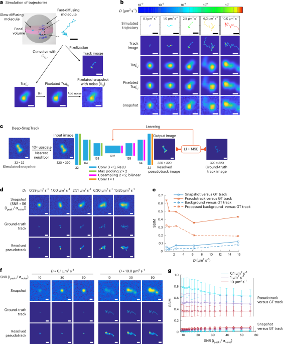 Single-molecule localization and diffusivity microscopy reveals dynamic biomolecular organization in living cells