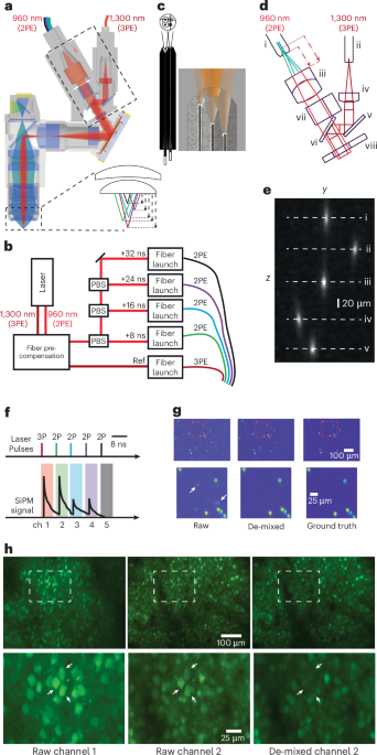 Simultaneous two- and three-photon multiplane imaging across cortical layers in freely moving mice