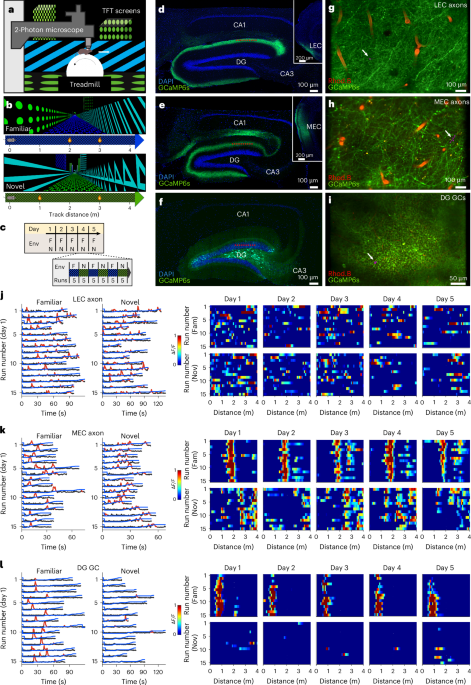 The dentate gyrus efficiently converges LEC and MEC inputs into multimodal, highly specific and reliable environmental representations