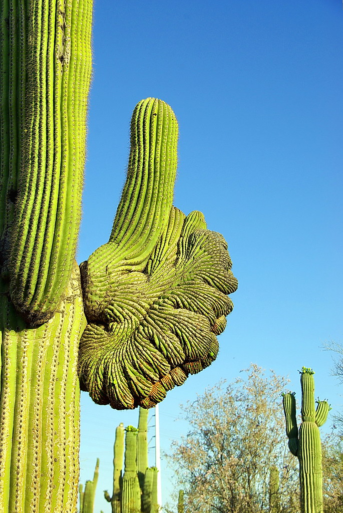 Phoenix Caught Late By Dragons - Elon University Athletics