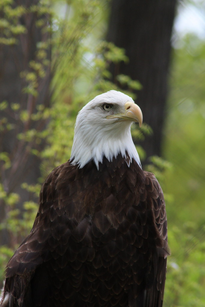 3/22/2026 Suns vs Raptors Game Preview - NBA