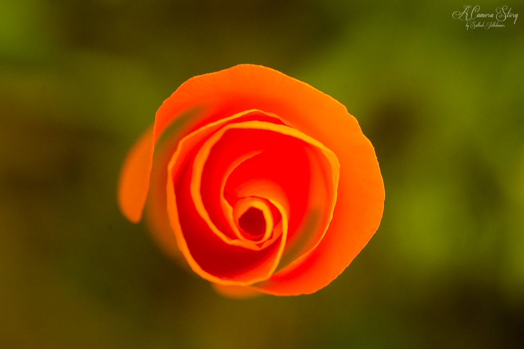 Suns take care of Jazz in commanding win, avoiding play-in still possible - Arizona Sports