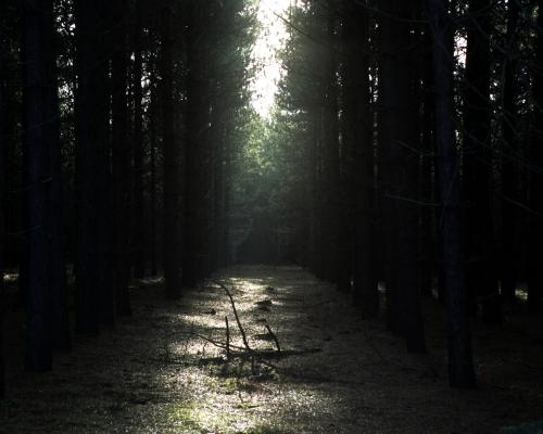 The Rendlesham Forest mystery: ‘It’s the perfect storm of a UFO case’