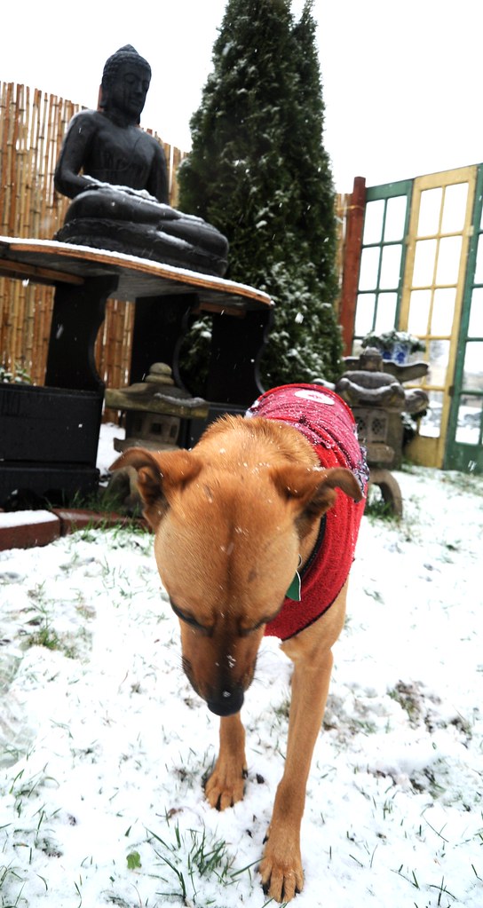 'No Kings': Thousands rally at protests across Phoenix area - FOX 10 Phoenix