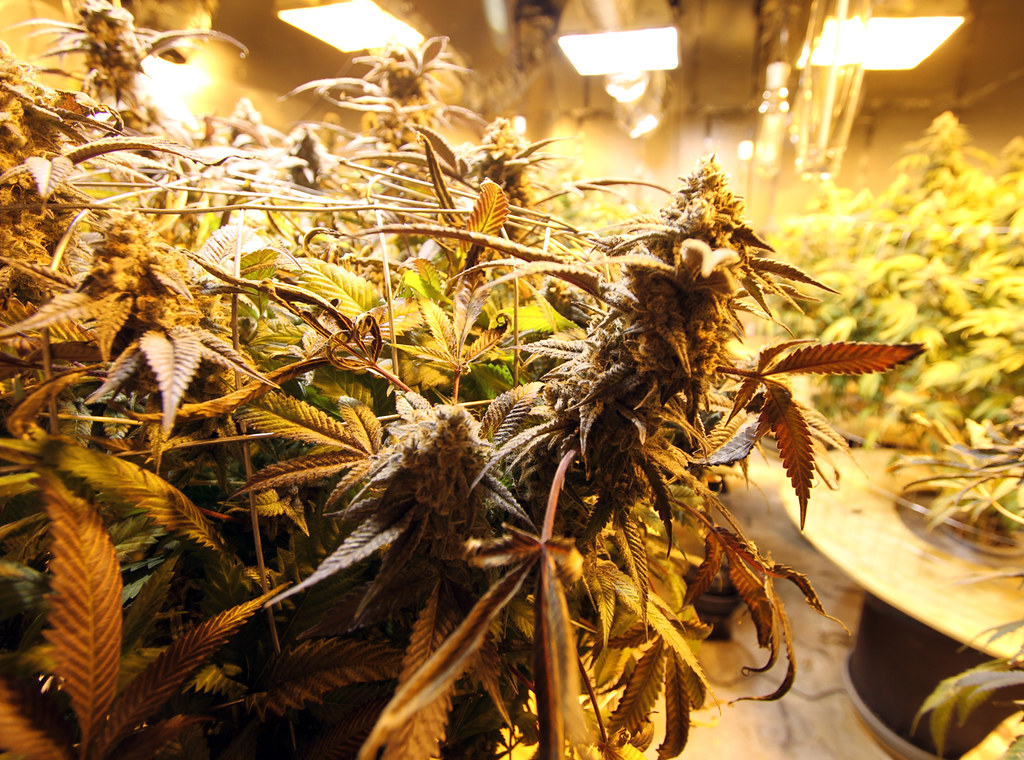 Medical cannabis isn’t an effective treatment for anxiety, depression or PTSD, new research shows - Scientific American