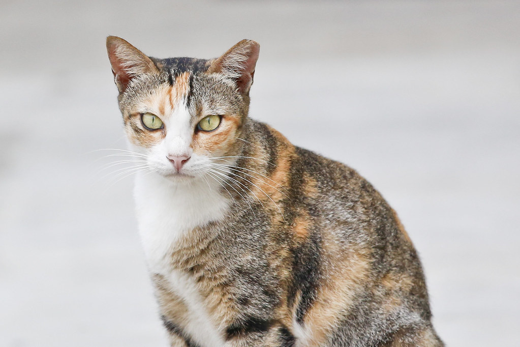 In Tense Meeting, Dr. Oz Pressed Medical Societies on Trans Care for Teens - The New York Times - The New York Times