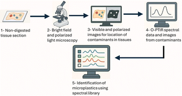 Optical photothermal infrared spectroscopic assessment of microplastics in tissue models and non-digested human tissue sections