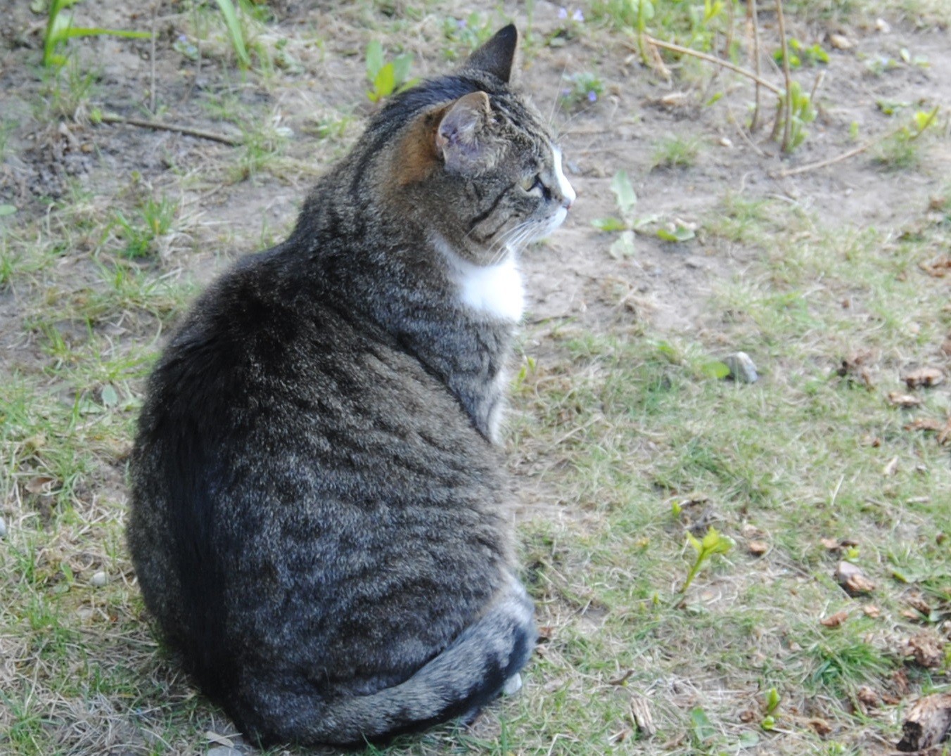 Monday: Hili dialogue